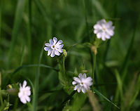 White Campion - Silene latifolia Habitat: Meadow<br />
https://www.jungledragon.com/image/101553/white_campion_-_silene_latifolia.html Geotagged,Silene,Silene latifolia,Summer,United States,White Campion