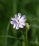 White Campion - Silene latifolia Habitat: Meadow<br />
https://www.jungledragon.com/image/101552/white_campion_-_silene_latifolia.html Geotagged,Silene latifolia,Summer,United States,White Campion