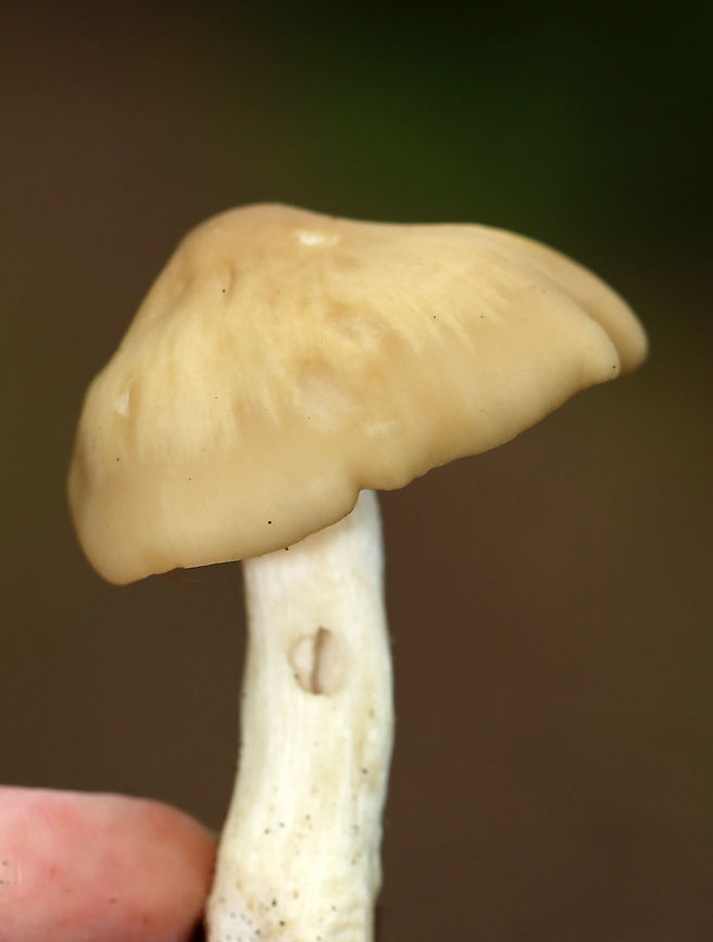 Cuphophyllus sp. or Entoloma sp.? Maybe Entoloma strictius?<br />
<br />
Habitat: Mixed forest<br />
<figure class="photo"><a href="https://www.jungledragon.com/image/101613/cuphophyllus_sp._or_entoloma_sp.html" title="Cuphophyllus sp. or Entoloma sp.?"><img src="https://s3.amazonaws.com/media.jungledragon.com/images/3232/101613_thumb.jpg?AWSAccessKeyId=05GMT0V3GWVNE7GGM1R2&Expires=1769040010&Signature=%2F86rbrHCHVUWhrRZjxL9JgGAtbg%3D" width="200" height="150" alt="Cuphophyllus sp. or Entoloma sp.? Maybe Entoloma strictius?<br />
<br />
Habitat: Mixed forest<br />
https://www.jungledragon.com/image/101612/cuphophyllus_sp._or_entoloma_sp.html Geotagged,Summer,United States,mushroom" /></a></figure> Geotagged,Summer,United States,fungus,mushroom
