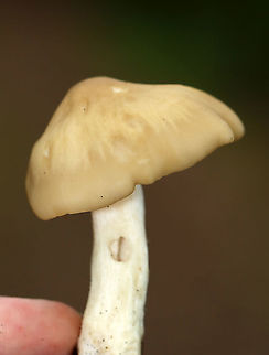 Cuphophyllus sp. or Entoloma sp.? Maybe Entoloma strictius?

Habitat: Mixed forest
https://www.jungledragon.com/image/101613/cuphophyllus_sp._or_entoloma_sp.html Geotagged,Summer,United States,fungus,mushroom