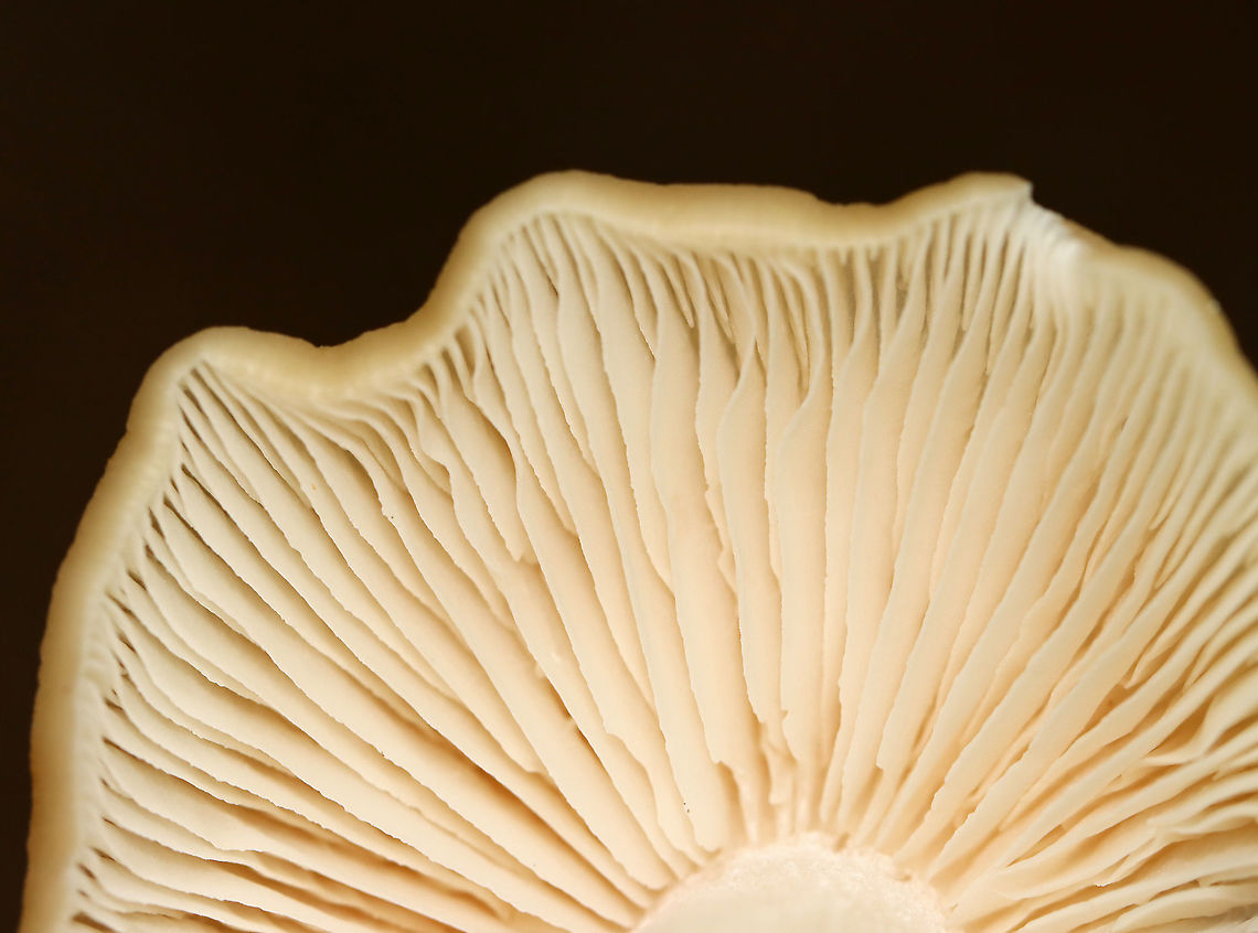 Cuphophyllus sp. or Entoloma sp.? Maybe Entoloma strictius?<br />
<br />
Habitat: Mixed forest<br />
<figure class="photo"><a href="https://www.jungledragon.com/image/101612/cuphophyllus_sp._or_entoloma_sp.html" title="Cuphophyllus sp. or Entoloma sp.?"><img src="https://s3.amazonaws.com/media.jungledragon.com/images/3232/101612_thumb.jpg?AWSAccessKeyId=05GMT0V3GWVNE7GGM1R2&Expires=1769040010&Signature=OkooOZZ1ajmRfau%2Bmbtkaud5g4o%3D" width="116" height="152" alt="Cuphophyllus sp. or Entoloma sp.? Maybe Entoloma strictius?<br />
<br />
Habitat: Mixed forest<br />
https://www.jungledragon.com/image/101613/cuphophyllus_sp._or_entoloma_sp.html Geotagged,Summer,United States,fungus,mushroom" /></a></figure> Geotagged,Summer,United States,mushroom