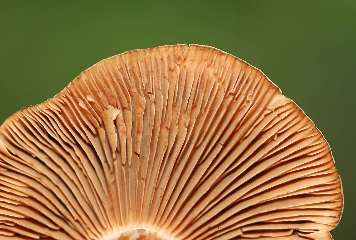 Mushroom - Cortinarius sp. Habitat: Mixed forest edge; growing in wood chips<br />
<figure class="photo"><a href="https://www.jungledragon.com/image/101615/mushroom_-_cortinarius_sp.html" title="Mushroom - Cortinarius sp."><img src="https://s3.amazonaws.com/media.jungledragon.com/images/3232/101615_thumb.jpg?AWSAccessKeyId=05GMT0V3GWVNE7GGM1R2&Expires=1759968010&Signature=ynsPmL0l9aQflApYDPxCl1gbnQE%3D" width="138" height="152" alt="Mushroom - Cortinarius sp. Habitat: Mixed forest edge; growing in wood chips<br />
https://www.jungledragon.com/image/101614/mushroom_-_cortinarius_sp.html Geotagged,Summer,United States" /></a></figure><br />
 Cortinarius,Geotagged,Summer,United States,fungus,mushroom