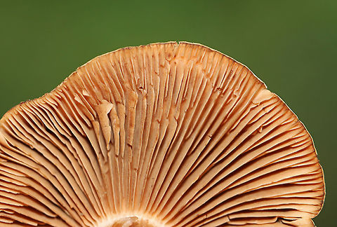 Mushroom - Cortinarius sp. Habitat: Mixed forest edge; growing in wood chips
https://www.jungledragon.com/image/101615/mushroom_-_cortinarius_sp.html
 Cortinarius,Geotagged,Summer,United States,fungus,mushroom