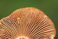 Mushroom - Cortinarius sp. Habitat: Mixed forest edge; growing in wood chips<br />
https://www.jungledragon.com/image/101615/mushroom_-_cortinarius_sp.html<br />
 Cortinarius,Geotagged,Summer,United States,fungus,mushroom