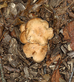 Mushroom - Cortinarius sp. Habitat: Mixed forest edge; growing in wood chips
https://www.jungledragon.com/image/101614/mushroom_-_cortinarius_sp.html Geotagged,Summer,United States