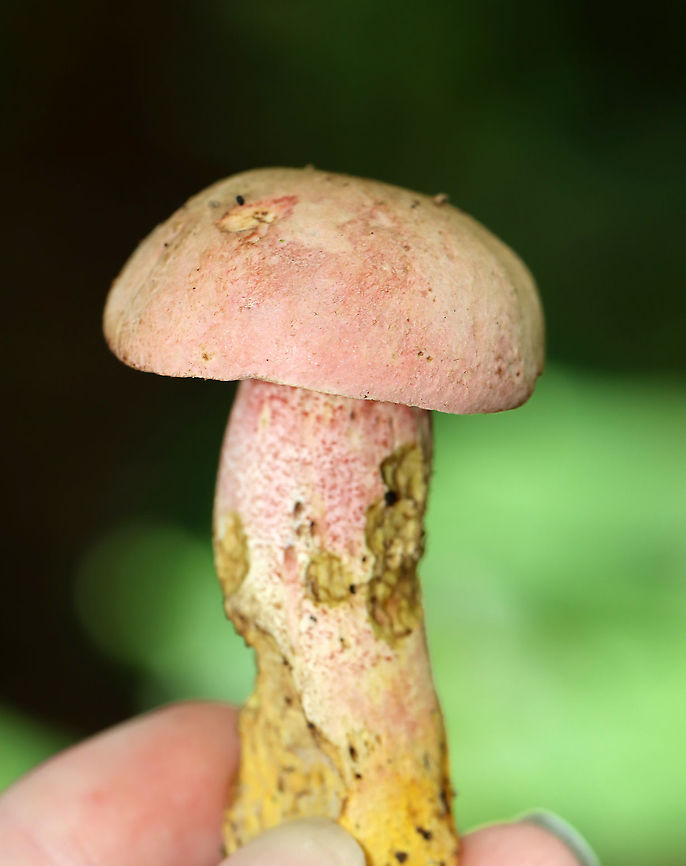 Yellowfoot Bolete - Harrya chromapes This bolete had a pink cap, a yellow stem base, and pink scabers on the surface of its stem. Pores were white and did not bruise.<br />
<br />
Habitat: Mixed, but mostly deciduous forest.<br />
<figure class="photo"><a href="https://www.jungledragon.com/image/101622/yellowfoot_bolete_-_harrya_chromapes.html" title="Yellowfoot Bolete - Harrya chromapes"><img src="https://s3.amazonaws.com/media.jungledragon.com/images/3232/101622_thumb.jpg?AWSAccessKeyId=05GMT0V3GWVNE7GGM1R2&Expires=1759968010&Signature=Tqo7B23Miq%2Bw%2Bw2cs5KMXQbahfY%3D" width="200" height="168" alt="Yellowfoot Bolete - Harrya chromapes This bolete had a pink cap, a yellow stem base, and pink scabers on the surface of its stem. Pores were white and did not bruise.<br />
<br />
Habitat: Mixed, but mostly deciduous forest.<br />
https://www.jungledragon.com/image/101625/yellowfoot_bolete_-_harrya_chromapes.html<br />
https://www.jungledragon.com/image/101623/yellowfoot_bolete_-_harrya_chromapes.html<br />
https://www.jungledragon.com/image/101621/yellowfoot_bolete_-_harrya_chromapes.html Geotagged,Harrya chromapes,Summer,United States,Yellowfoot bolete" /></a></figure><br />
<figure class="photo"><a href="https://www.jungledragon.com/image/101623/yellowfoot_bolete_-_harrya_chromapes.html" title="Yellowfoot Bolete - Harrya chromapes"><img src="https://s3.amazonaws.com/media.jungledragon.com/images/3232/101623_thumb.jpg?AWSAccessKeyId=05GMT0V3GWVNE7GGM1R2&Expires=1759968010&Signature=sgKYiFS5eHTq1vQp%2F%2BuZ9YVviTU%3D" width="200" height="150" alt="Yellowfoot Bolete - Harrya chromapes This bolete had a pink cap, a yellow stem base, and pink scabers on the surface of its stem. Pores were white and did not bruise.<br />
<br />
Habitat: Mixed, but mostly deciduous forest.<br />
https://www.jungledragon.com/image/101625/yellowfoot_bolete_-_harrya_chromapes.html<br />
https://www.jungledragon.com/image/101622/yellowfoot_bolete_-_harrya_chromapes.html<br />
https://www.jungledragon.com/image/101621/yellowfoot_bolete_-_harrya_chromapes.html Geotagged,Harrya chromapes,Summer,United States,Yellowfoot bolete" /></a></figure><br />
<figure class="photo"><a href="https://www.jungledragon.com/image/101625/yellowfoot_bolete_-_harrya_chromapes.html" title="Yellowfoot Bolete - Harrya chromapes"><img src="https://s3.amazonaws.com/media.jungledragon.com/images/3232/101625_thumb.jpg?AWSAccessKeyId=05GMT0V3GWVNE7GGM1R2&Expires=1759968010&Signature=jKYtGonPde5m9QwpKEnouu8F660%3D" width="122" height="152" alt="Yellowfoot Bolete - Harrya chromapes This bolete had a pink cap, a yellow stem base, and pink scabers on the surface of its stem. Pores were white and did not bruise.<br />
<br />
Habitat: Mixed, but mostly deciduous forest.<br />
https://www.jungledragon.com/image/101623/yellowfoot_bolete_-_harrya_chromapes.html<br />
https://www.jungledragon.com/image/101622/yellowfoot_bolete_-_harrya_chromapes.html<br />
https://www.jungledragon.com/image/101621/yellowfoot_bolete_-_harrya_chromapes.html Geotagged,Harrya chromapes,Summer,United States,Yellowfoot bolete" /></a></figure> Geotagged,Harrya,Harrya chromapes,Summer,United States,Yellowfoot bolete,bolete,fungus,mushroom