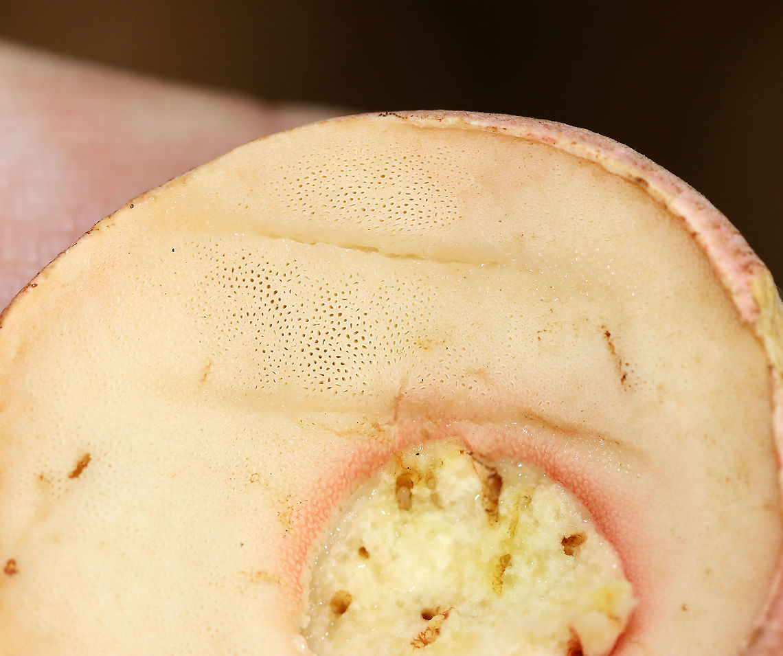 Yellowfoot Bolete - Harrya chromapes This bolete had a pink cap, a yellow stem base, and pink scabers on the surface of its stem. Pores were white and did not bruise.<br />
<br />
Habitat: Mixed, but mostly deciduous forest.<br />
<figure class="photo"><a href="https://www.jungledragon.com/image/101625/yellowfoot_bolete_-_harrya_chromapes.html" title="Yellowfoot Bolete - Harrya chromapes"><img src="https://s3.amazonaws.com/media.jungledragon.com/images/3232/101625_thumb.jpg?AWSAccessKeyId=05GMT0V3GWVNE7GGM1R2&Expires=1769040010&Signature=uRzFEyJGJLSkk4OZOzv58bbE%2BqQ%3D" width="122" height="152" alt="Yellowfoot Bolete - Harrya chromapes This bolete had a pink cap, a yellow stem base, and pink scabers on the surface of its stem. Pores were white and did not bruise.<br />
<br />
Habitat: Mixed, but mostly deciduous forest.<br />
https://www.jungledragon.com/image/101623/yellowfoot_bolete_-_harrya_chromapes.html<br />
https://www.jungledragon.com/image/101622/yellowfoot_bolete_-_harrya_chromapes.html<br />
https://www.jungledragon.com/image/101621/yellowfoot_bolete_-_harrya_chromapes.html Geotagged,Harrya chromapes,Summer,United States,Yellowfoot bolete" /></a></figure><br />
<figure class="photo"><a href="https://www.jungledragon.com/image/101623/yellowfoot_bolete_-_harrya_chromapes.html" title="Yellowfoot Bolete - Harrya chromapes"><img src="https://s3.amazonaws.com/media.jungledragon.com/images/3232/101623_thumb.jpg?AWSAccessKeyId=05GMT0V3GWVNE7GGM1R2&Expires=1769040010&Signature=RyHlSZmdpBls0rocFNKg%2BpviL%2BE%3D" width="200" height="150" alt="Yellowfoot Bolete - Harrya chromapes This bolete had a pink cap, a yellow stem base, and pink scabers on the surface of its stem. Pores were white and did not bruise.<br />
<br />
Habitat: Mixed, but mostly deciduous forest.<br />
https://www.jungledragon.com/image/101625/yellowfoot_bolete_-_harrya_chromapes.html<br />
https://www.jungledragon.com/image/101622/yellowfoot_bolete_-_harrya_chromapes.html<br />
https://www.jungledragon.com/image/101621/yellowfoot_bolete_-_harrya_chromapes.html Geotagged,Harrya chromapes,Summer,United States,Yellowfoot bolete" /></a></figure><br />
<figure class="photo"><a href="https://www.jungledragon.com/image/101621/yellowfoot_bolete_-_harrya_chromapes.html" title="Yellowfoot Bolete - Harrya chromapes"><img src="https://s3.amazonaws.com/media.jungledragon.com/images/3232/101621_thumb.jpg?AWSAccessKeyId=05GMT0V3GWVNE7GGM1R2&Expires=1769040010&Signature=LI7pLwE8WM0IKuLVLoKKdbZok88%3D" width="122" height="152" alt="Yellowfoot Bolete - Harrya chromapes This bolete had a pink cap, a yellow stem base, and pink scabers on the surface of its stem. Pores were white and did not bruise.<br />
<br />
Habitat: Mixed, but mostly deciduous forest.<br />
https://www.jungledragon.com/image/101622/yellowfoot_bolete_-_harrya_chromapes.html<br />
https://www.jungledragon.com/image/101623/yellowfoot_bolete_-_harrya_chromapes.html<br />
https://www.jungledragon.com/image/101625/yellowfoot_bolete_-_harrya_chromapes.html Geotagged,Harrya,Harrya chromapes,Summer,United States,Yellowfoot bolete,bolete,fungus,mushroom" /></a></figure> Geotagged,Harrya chromapes,Summer,United States,Yellowfoot bolete