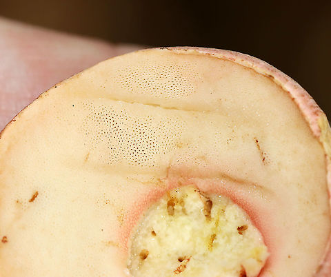 Yellowfoot Bolete - Harrya chromapes This bolete had a pink cap, a yellow stem base, and pink scabers on the surface of its stem. Pores were white and did not bruise.

Habitat: Mixed, but mostly deciduous forest.
https://www.jungledragon.com/image/101625/yellowfoot_bolete_-_harrya_chromapes.html
https://www.jungledragon.com/image/101623/yellowfoot_bolete_-_harrya_chromapes.html
https://www.jungledragon.com/image/101621/yellowfoot_bolete_-_harrya_chromapes.html Geotagged,Harrya chromapes,Summer,United States,Yellowfoot bolete