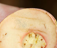 Yellowfoot Bolete - Harrya chromapes This bolete had a pink cap, a yellow stem base, and pink scabers on the surface of its stem. Pores were white and did not bruise.<br />
<br />
Habitat: Mixed, but mostly deciduous forest.<br />
https://www.jungledragon.com/image/101625/yellowfoot_bolete_-_harrya_chromapes.html<br />
https://www.jungledragon.com/image/101623/yellowfoot_bolete_-_harrya_chromapes.html<br />
https://www.jungledragon.com/image/101621/yellowfoot_bolete_-_harrya_chromapes.html Geotagged,Harrya chromapes,Summer,United States,Yellowfoot bolete