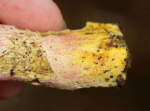 Yellowfoot Bolete - Harrya chromapes This bolete had a pink cap, a yellow stem base, and pink scabers on the surface of its stem. Pores were white and did not bruise.

Habitat: Mixed, but mostly deciduous forest.
https://www.jungledragon.com/image/101625/yellowfoot_bolete_-_harrya_chromapes.html
https://www.jungledragon.com/image/101622/yellowfoot_bolete_-_harrya_chromapes.html
https://www.jungledragon.com/image/101621/yellowfoot_bolete_-_harrya_chromapes.html Geotagged,Harrya chromapes,Summer,United States,Yellowfoot bolete