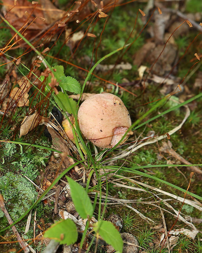 Yellowfoot Bolete - Harrya chromapes This bolete had a pink cap, a yellow stem base, and pink scabers on the surface of its stem. Pores were white and did not bruise.<br />
<br />
Habitat: Mixed, but mostly deciduous forest.<br />
<figure class="photo"><a href="https://www.jungledragon.com/image/101623/yellowfoot_bolete_-_harrya_chromapes.html" title="Yellowfoot Bolete - Harrya chromapes"><img src="https://s3.amazonaws.com/media.jungledragon.com/images/3232/101623_thumb.jpg?AWSAccessKeyId=05GMT0V3GWVNE7GGM1R2&Expires=1769040010&Signature=RyHlSZmdpBls0rocFNKg%2BpviL%2BE%3D" width="200" height="150" alt="Yellowfoot Bolete - Harrya chromapes This bolete had a pink cap, a yellow stem base, and pink scabers on the surface of its stem. Pores were white and did not bruise.<br />
<br />
Habitat: Mixed, but mostly deciduous forest.<br />
https://www.jungledragon.com/image/101625/yellowfoot_bolete_-_harrya_chromapes.html<br />
https://www.jungledragon.com/image/101622/yellowfoot_bolete_-_harrya_chromapes.html<br />
https://www.jungledragon.com/image/101621/yellowfoot_bolete_-_harrya_chromapes.html Geotagged,Harrya chromapes,Summer,United States,Yellowfoot bolete" /></a></figure><br />
<figure class="photo"><a href="https://www.jungledragon.com/image/101622/yellowfoot_bolete_-_harrya_chromapes.html" title="Yellowfoot Bolete - Harrya chromapes"><img src="https://s3.amazonaws.com/media.jungledragon.com/images/3232/101622_thumb.jpg?AWSAccessKeyId=05GMT0V3GWVNE7GGM1R2&Expires=1769040010&Signature=VXO2eF1%2Bw23zZ67RfKlOPVAJHDM%3D" width="200" height="168" alt="Yellowfoot Bolete - Harrya chromapes This bolete had a pink cap, a yellow stem base, and pink scabers on the surface of its stem. Pores were white and did not bruise.<br />
<br />
Habitat: Mixed, but mostly deciduous forest.<br />
https://www.jungledragon.com/image/101625/yellowfoot_bolete_-_harrya_chromapes.html<br />
https://www.jungledragon.com/image/101623/yellowfoot_bolete_-_harrya_chromapes.html<br />
https://www.jungledragon.com/image/101621/yellowfoot_bolete_-_harrya_chromapes.html Geotagged,Harrya chromapes,Summer,United States,Yellowfoot bolete" /></a></figure><br />
<figure class="photo"><a href="https://www.jungledragon.com/image/101621/yellowfoot_bolete_-_harrya_chromapes.html" title="Yellowfoot Bolete - Harrya chromapes"><img src="https://s3.amazonaws.com/media.jungledragon.com/images/3232/101621_thumb.jpg?AWSAccessKeyId=05GMT0V3GWVNE7GGM1R2&Expires=1769040010&Signature=LI7pLwE8WM0IKuLVLoKKdbZok88%3D" width="122" height="152" alt="Yellowfoot Bolete - Harrya chromapes This bolete had a pink cap, a yellow stem base, and pink scabers on the surface of its stem. Pores were white and did not bruise.<br />
<br />
Habitat: Mixed, but mostly deciduous forest.<br />
https://www.jungledragon.com/image/101622/yellowfoot_bolete_-_harrya_chromapes.html<br />
https://www.jungledragon.com/image/101623/yellowfoot_bolete_-_harrya_chromapes.html<br />
https://www.jungledragon.com/image/101625/yellowfoot_bolete_-_harrya_chromapes.html Geotagged,Harrya,Harrya chromapes,Summer,United States,Yellowfoot bolete,bolete,fungus,mushroom" /></a></figure> Geotagged,Harrya chromapes,Summer,United States,Yellowfoot bolete