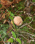 Yellowfoot Bolete - Harrya chromapes This bolete had a pink cap, a yellow stem base, and pink scabers on the surface of its stem. Pores were white and did not bruise.<br />
<br />
Habitat: Mixed, but mostly deciduous forest.<br />
https://www.jungledragon.com/image/101623/yellowfoot_bolete_-_harrya_chromapes.html<br />
https://www.jungledragon.com/image/101622/yellowfoot_bolete_-_harrya_chromapes.html<br />
https://www.jungledragon.com/image/101621/yellowfoot_bolete_-_harrya_chromapes.html Geotagged,Harrya chromapes,Summer,United States,Yellowfoot bolete