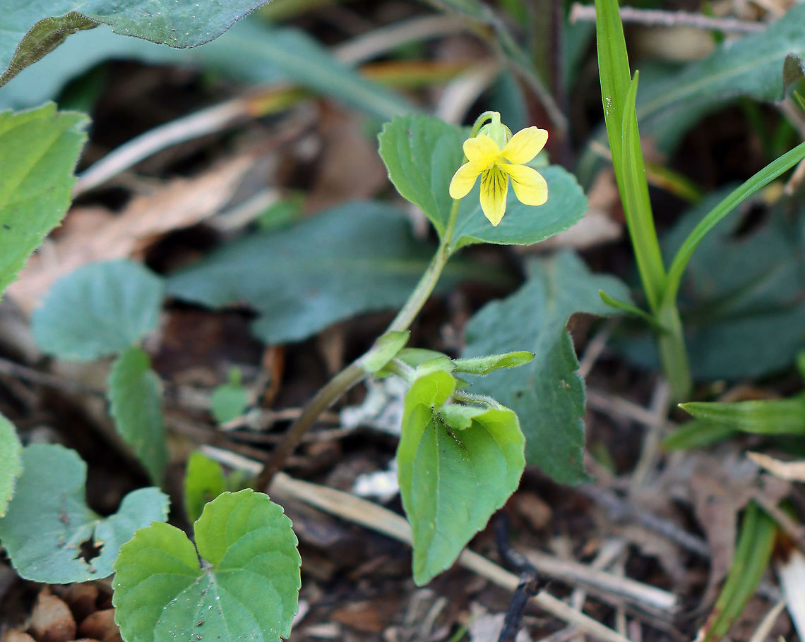 Downy Yellow Violet - Viola pubescens Yellow flowers with 5 petals. The lower petals have dark purple veins. Leaves are large, green, and heart-shaped.<br />
<br />
Habitat: I spotted this growing on the side of a dirt road and took a quick shot of it. Downy yellow violet,Geotagged,Spring,United States,Viola pubescens,viola,violet,yellow violet