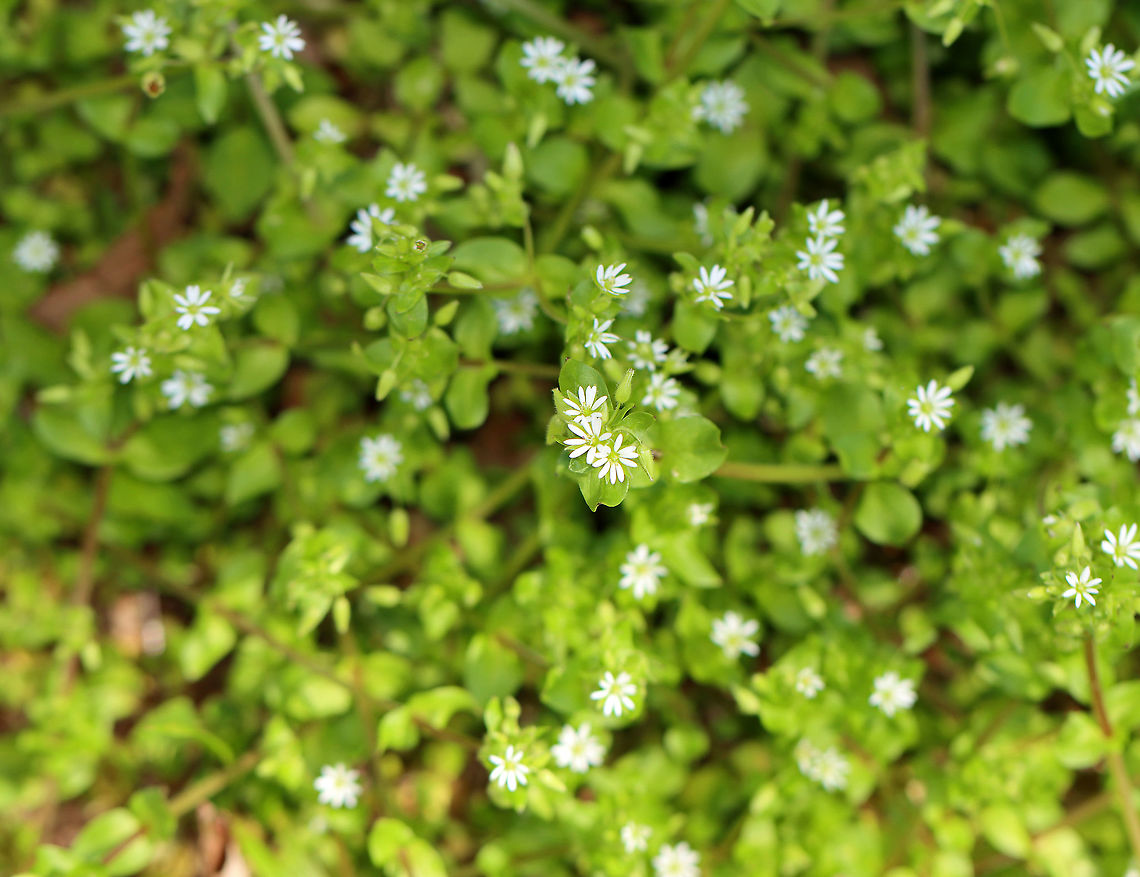 Common chickweed - Stellaria media Chickweed is not only a delicious edible, but it's also a medicinal plant. It contains saponins, which makes it soothing for the skin. It&rsquo;s used for making salves for rashes, bug bites, and itchy.<br />
<br />
Habitat: Deciduous forest<br />
<br />
 Common chickweed,Geotagged,Spring,Stellaria,Stellaria media,United States,chickweed