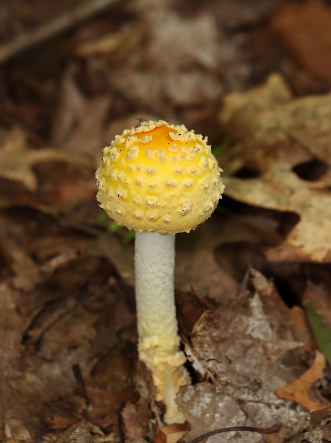 American Yellow Fly Agaric - Amanita muscaria var. guessowii The cap was yellow and was adorned with numerous whitish, cottony warts. The gills were white and crowded. The stipe was white, shaggy, and had a fragile, skirtlike ring. The stipe ended with a basal bulb that had rings of volval material.<br />
<br />
Habitat: There were LOTS of these growing in the forest about a week ago; mixed forest<br />
<figure class="photo"><a href="https://www.jungledragon.com/image/101752/american_yellow_fly_agaric_-_amanita_muscaria_var._guessowii.html" title="American Yellow Fly Agaric - Amanita muscaria var. guessowii"><img src="https://s3.amazonaws.com/media.jungledragon.com/images/3232/101752_thumb.jpg?AWSAccessKeyId=05GMT0V3GWVNE7GGM1R2&Expires=1759968010&Signature=vs2duDKK8l23Ll7C6mEaMuM1r4c%3D" width="200" height="158" alt="American Yellow Fly Agaric - Amanita muscaria var. guessowii The cap was yellow and was adorned with numerous whitish, cottony warts. The gills were white and crowded. The stipe was white, shaggy, and had a fragile, skirtlike ring. The stipe ended with a basal bulb that had rings of volval material.<br />
<br />
Habitat: There were LOTS of these growing in the forest about a week ago; mixed forest<br />
https://www.jungledragon.com/image/101754/american_yellow_fly_agaric_-_amanita_muscaria_var._guessowii.html<br />
https://www.jungledragon.com/image/101753/american_yellow_fly_agaric_-_amanita_muscaria_var._guessowii.html<br />
https://www.jungledragon.com/image/101751/american_yellow_fly_agaric_-_amanita_muscaria_var._guessowii.html Amanita muscaria var. guessowii,American Eastern Yellow Fly Agaric,Geotagged,Summer,United States" /></a></figure><br />
<figure class="photo"><a href="https://www.jungledragon.com/image/101753/american_yellow_fly_agaric_-_amanita_muscaria_var._guessowii.html" title="American Yellow Fly Agaric - Amanita muscaria var. guessowii"><img src="https://s3.amazonaws.com/media.jungledragon.com/images/3232/101753_thumb.jpg?AWSAccessKeyId=05GMT0V3GWVNE7GGM1R2&Expires=1759968010&Signature=gJ1dJsZgL%2BCjyJ15P2ffMSOIviQ%3D" width="200" height="140" alt="American Yellow Fly Agaric - Amanita muscaria var. guessowii Fuzzy wuzzy gills!<br />
<br />
The cap was yellow and was adorned with numerous whitish, cottony warts. The gills were white and crowded. The stipe was white, shaggy, and had a fragile, skirtlike ring. The stipe ended with a basal bulb that had rings of volval material.  <br />
Habitat: There were LOTS of these growing in the forest about a week ago; mixed forest<br />
https://www.jungledragon.com/image/101754/american_yellow_fly_agaric_-_amanita_muscaria_var._guessowii.html<br />
https://www.jungledragon.com/image/101752/american_yellow_fly_agaric_-_amanita_muscaria_var._guessowii.html<br />
https://www.jungledragon.com/image/101751/american_yellow_fly_agaric_-_amanita_muscaria_var._guessowii.html Amanita muscaria var. guessowii,American Eastern Yellow Fly Agaric,Geotagged,Summer,United States" /></a></figure><br />
<figure class="photo"><a href="https://www.jungledragon.com/image/101754/american_yellow_fly_agaric_-_amanita_muscaria_var._guessowii.html" title="American Yellow Fly Agaric - Amanita muscaria var. guessowii"><img src="https://s3.amazonaws.com/media.jungledragon.com/images/3232/101754_thumb.jpg?AWSAccessKeyId=05GMT0V3GWVNE7GGM1R2&Expires=1759968010&Signature=22Sjtyy4%2FhE3OzObR9E9yib9gw8%3D" width="130" height="152" alt="American Yellow Fly Agaric - Amanita muscaria var. guessowii The cap was yellow and was adorned with numerous whitish, cottony warts. The gills were white and crowded. The stipe was white, shaggy, and had a fragile, skirtlike ring. The stipe ended with a basal bulb that had rings of volval material.<br />
Habitat: There were LOTS of these growing in the forest about a week ago; mixed forest<br />
https://www.jungledragon.com/image/101753/american_yellow_fly_agaric_-_amanita_muscaria_var._guessowii.html<br />
https://www.jungledragon.com/image/101752/american_yellow_fly_agaric_-_amanita_muscaria_var._guessowii.html<br />
https://www.jungledragon.com/image/101751/american_yellow_fly_agaric_-_amanita_muscaria_var._guessowii.html Amanita muscaria var. guessowii,American Eastern Yellow Fly Agaric,Geotagged,Summer,United States" /></a></figure> Amanita,Amanita muscaria var. guessowii,American Eastern Yellow Fly Agaric,Geotagged,Summer,United States,fungus,mushroom