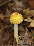 American Yellow Fly Agaric - Amanita muscaria var. guessowii The cap was yellow and was adorned with numerous whitish, cottony warts. The gills were white and crowded. The stipe was white, shaggy, and had a fragile, skirtlike ring. The stipe ended with a basal bulb that had rings of volval material.<br />
<br />
Habitat: There were LOTS of these growing in the forest about a week ago; mixed forest<br />
https://www.jungledragon.com/image/101752/american_yellow_fly_agaric_-_amanita_muscaria_var._guessowii.html<br />
https://www.jungledragon.com/image/101753/american_yellow_fly_agaric_-_amanita_muscaria_var._guessowii.html<br />
https://www.jungledragon.com/image/101754/american_yellow_fly_agaric_-_amanita_muscaria_var._guessowii.html Amanita,Amanita muscaria var. guessowii,American Eastern Yellow Fly Agaric,Geotagged,Summer,United States,fungus,mushroom