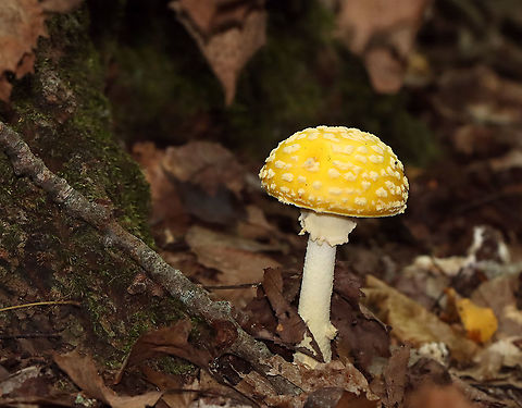 American Yellow Fly Agaric - Amanita muscaria var. guessowii The cap was yellow and was adorned with numerous whitish, cottony warts. The gills were white and crowded. The stipe was white, shaggy, and had a fragile, skirtlike ring. The stipe ended with a basal bulb that had rings of volval material.

Habitat: There were LOTS of these growing in the forest about a week ago; mixed forest
https://www.jungledragon.com/image/101754/american_yellow_fly_agaric_-_amanita_muscaria_var._guessowii.html
https://www.jungledragon.com/image/101753/american_yellow_fly_agaric_-_amanita_muscaria_var._guessowii.html
https://www.jungledragon.com/image/101751/american_yellow_fly_agaric_-_amanita_muscaria_var._guessowii.html Amanita muscaria var. guessowii,American Eastern Yellow Fly Agaric,Geotagged,Summer,United States