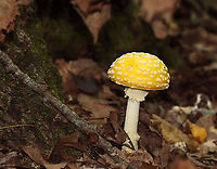 American Yellow Fly Agaric - Amanita muscaria var. guessowii The cap was yellow and was adorned with numerous whitish, cottony warts. The gills were white and crowded. The stipe was white, shaggy, and had a fragile, skirtlike ring. The stipe ended with a basal bulb that had rings of volval material.<br />
<br />
Habitat: There were LOTS of these growing in the forest about a week ago; mixed forest<br />
https://www.jungledragon.com/image/101754/american_yellow_fly_agaric_-_amanita_muscaria_var._guessowii.html<br />
https://www.jungledragon.com/image/101753/american_yellow_fly_agaric_-_amanita_muscaria_var._guessowii.html<br />
https://www.jungledragon.com/image/101751/american_yellow_fly_agaric_-_amanita_muscaria_var._guessowii.html Amanita muscaria var. guessowii,American Eastern Yellow Fly Agaric,Geotagged,Summer,United States
