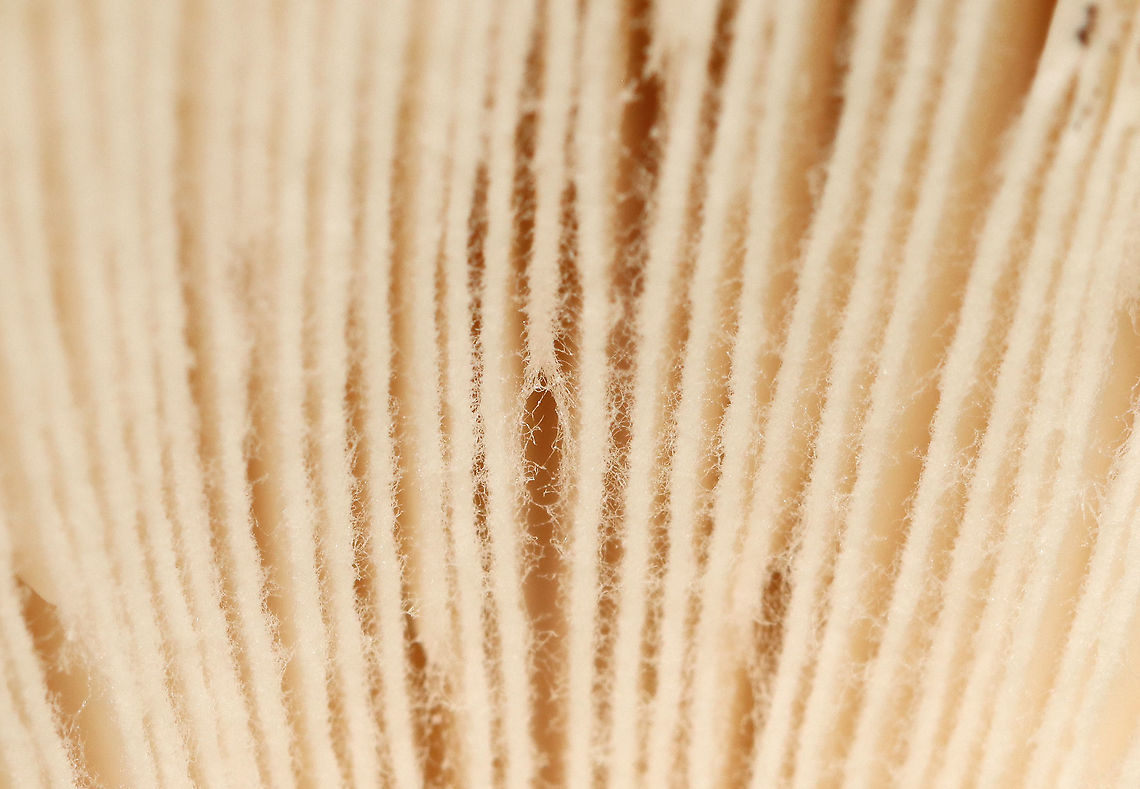 American Yellow Fly Agaric - Amanita muscaria var. guessowii Fuzzy wuzzy gills!<br />
<br />
The cap was yellow and was adorned with numerous whitish, cottony warts. The gills were white and crowded. The stipe was white, shaggy, and had a fragile, skirtlike ring. The stipe ended with a basal bulb that had rings of volval material.  <br />
Habitat: There were LOTS of these growing in the forest about a week ago; mixed forest<br />
<figure class="photo"><a href="https://www.jungledragon.com/image/101754/american_yellow_fly_agaric_-_amanita_muscaria_var._guessowii.html" title="American Yellow Fly Agaric - Amanita muscaria var. guessowii"><img src="https://s3.amazonaws.com/media.jungledragon.com/images/3232/101754_thumb.jpg?AWSAccessKeyId=05GMT0V3GWVNE7GGM1R2&Expires=1770854410&Signature=12DLtFshuLbvuyUZA1%2FffzroEO8%3D" width="130" height="152" alt="American Yellow Fly Agaric - Amanita muscaria var. guessowii The cap was yellow and was adorned with numerous whitish, cottony warts. The gills were white and crowded. The stipe was white, shaggy, and had a fragile, skirtlike ring. The stipe ended with a basal bulb that had rings of volval material.<br />
Habitat: There were LOTS of these growing in the forest about a week ago; mixed forest<br />
https://www.jungledragon.com/image/101753/american_yellow_fly_agaric_-_amanita_muscaria_var._guessowii.html<br />
https://www.jungledragon.com/image/101752/american_yellow_fly_agaric_-_amanita_muscaria_var._guessowii.html<br />
https://www.jungledragon.com/image/101751/american_yellow_fly_agaric_-_amanita_muscaria_var._guessowii.html Amanita muscaria var. guessowii,American Eastern Yellow Fly Agaric,Geotagged,Summer,United States" /></a></figure><br />
<figure class="photo"><a href="https://www.jungledragon.com/image/101752/american_yellow_fly_agaric_-_amanita_muscaria_var._guessowii.html" title="American Yellow Fly Agaric - Amanita muscaria var. guessowii"><img src="https://s3.amazonaws.com/media.jungledragon.com/images/3232/101752_thumb.jpg?AWSAccessKeyId=05GMT0V3GWVNE7GGM1R2&Expires=1770854410&Signature=F3ZAhWNPljiK5hGR2X30dIl9xBA%3D" width="200" height="158" alt="American Yellow Fly Agaric - Amanita muscaria var. guessowii The cap was yellow and was adorned with numerous whitish, cottony warts. The gills were white and crowded. The stipe was white, shaggy, and had a fragile, skirtlike ring. The stipe ended with a basal bulb that had rings of volval material.<br />
<br />
Habitat: There were LOTS of these growing in the forest about a week ago; mixed forest<br />
https://www.jungledragon.com/image/101754/american_yellow_fly_agaric_-_amanita_muscaria_var._guessowii.html<br />
https://www.jungledragon.com/image/101753/american_yellow_fly_agaric_-_amanita_muscaria_var._guessowii.html<br />
https://www.jungledragon.com/image/101751/american_yellow_fly_agaric_-_amanita_muscaria_var._guessowii.html Amanita muscaria var. guessowii,American Eastern Yellow Fly Agaric,Geotagged,Summer,United States" /></a></figure><br />
<figure class="photo"><a href="https://www.jungledragon.com/image/101751/american_yellow_fly_agaric_-_amanita_muscaria_var._guessowii.html" title="American Yellow Fly Agaric - Amanita muscaria var. guessowii"><img src="https://s3.amazonaws.com/media.jungledragon.com/images/3232/101751_thumb.jpg?AWSAccessKeyId=05GMT0V3GWVNE7GGM1R2&Expires=1770854410&Signature=n0%2BTqqwr9og5jY9g0dMrgdgnFzU%3D" width="114" height="152" alt="American Yellow Fly Agaric - Amanita muscaria var. guessowii The cap was yellow and was adorned with numerous whitish, cottony warts. The gills were white and crowded. The stipe was white, shaggy, and had a fragile, skirtlike ring. The stipe ended with a basal bulb that had rings of volval material.<br />
<br />
Habitat: There were LOTS of these growing in the forest about a week ago; mixed forest<br />
https://www.jungledragon.com/image/101752/american_yellow_fly_agaric_-_amanita_muscaria_var._guessowii.html<br />
https://www.jungledragon.com/image/101753/american_yellow_fly_agaric_-_amanita_muscaria_var._guessowii.html<br />
https://www.jungledragon.com/image/101754/american_yellow_fly_agaric_-_amanita_muscaria_var._guessowii.html Amanita,Amanita muscaria var. guessowii,American Eastern Yellow Fly Agaric,Geotagged,Summer,United States,fungus,mushroom" /></a></figure> Amanita muscaria var. guessowii,American Eastern Yellow Fly Agaric,Geotagged,Summer,United States