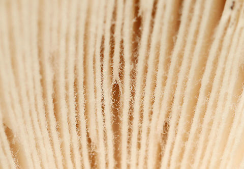 American Yellow Fly Agaric - Amanita muscaria var. guessowii Fuzzy wuzzy gills!

The cap was yellow and was adorned with numerous whitish, cottony warts. The gills were white and crowded. The stipe was white, shaggy, and had a fragile, skirtlike ring. The stipe ended with a basal bulb that had rings of volval material.  
Habitat: There were LOTS of these growing in the forest about a week ago; mixed forest
https://www.jungledragon.com/image/101754/american_yellow_fly_agaric_-_amanita_muscaria_var._guessowii.html
https://www.jungledragon.com/image/101752/american_yellow_fly_agaric_-_amanita_muscaria_var._guessowii.html
https://www.jungledragon.com/image/101751/american_yellow_fly_agaric_-_amanita_muscaria_var._guessowii.html Amanita muscaria var. guessowii,American Eastern Yellow Fly Agaric,Geotagged,Summer,United States