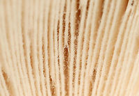 American Yellow Fly Agaric - Amanita muscaria var. guessowii Fuzzy wuzzy gills!<br />
<br />
The cap was yellow and was adorned with numerous whitish, cottony warts. The gills were white and crowded. The stipe was white, shaggy, and had a fragile, skirtlike ring. The stipe ended with a basal bulb that had rings of volval material.  <br />
Habitat: There were LOTS of these growing in the forest about a week ago; mixed forest<br />
https://www.jungledragon.com/image/101754/american_yellow_fly_agaric_-_amanita_muscaria_var._guessowii.html<br />
https://www.jungledragon.com/image/101752/american_yellow_fly_agaric_-_amanita_muscaria_var._guessowii.html<br />
https://www.jungledragon.com/image/101751/american_yellow_fly_agaric_-_amanita_muscaria_var._guessowii.html Amanita muscaria var. guessowii,American Eastern Yellow Fly Agaric,Geotagged,Summer,United States