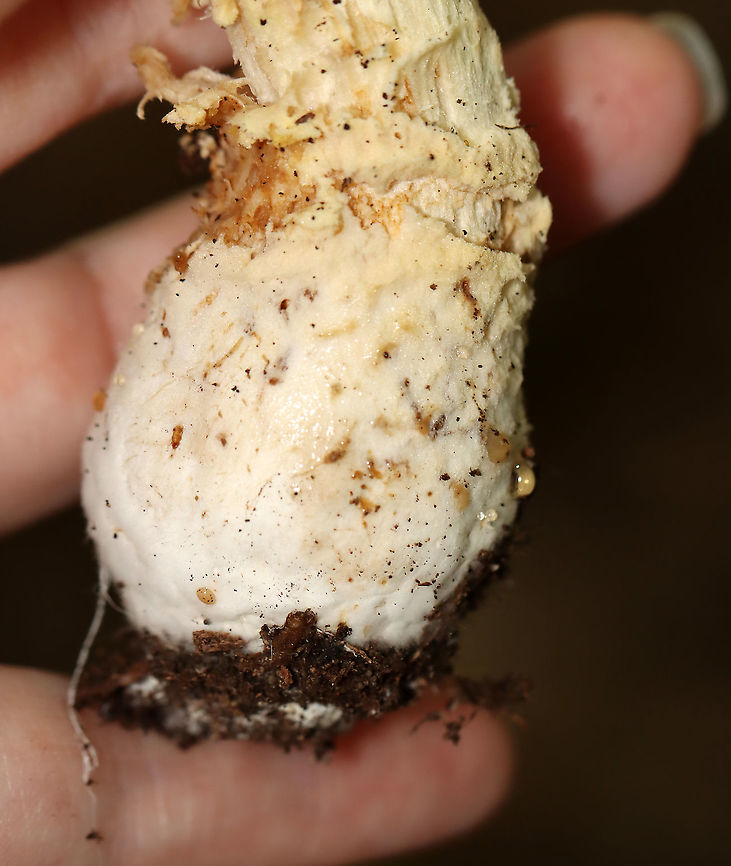 American Yellow Fly Agaric - Amanita muscaria var. guessowii The cap was yellow and was adorned with numerous whitish, cottony warts. The gills were white and crowded. The stipe was white, shaggy, and had a fragile, skirtlike ring. The stipe ended with a basal bulb that had rings of volval material.<br />
Habitat: There were LOTS of these growing in the forest about a week ago; mixed forest<br />
<figure class="photo"><a href="https://www.jungledragon.com/image/101753/american_yellow_fly_agaric_-_amanita_muscaria_var._guessowii.html" title="American Yellow Fly Agaric - Amanita muscaria var. guessowii"><img src="https://s3.amazonaws.com/media.jungledragon.com/images/3232/101753_thumb.jpg?AWSAccessKeyId=05GMT0V3GWVNE7GGM1R2&Expires=1770854410&Signature=zssYyuFWNimRVImnjELVDGO3pGU%3D" width="200" height="140" alt="American Yellow Fly Agaric - Amanita muscaria var. guessowii Fuzzy wuzzy gills!<br />
<br />
The cap was yellow and was adorned with numerous whitish, cottony warts. The gills were white and crowded. The stipe was white, shaggy, and had a fragile, skirtlike ring. The stipe ended with a basal bulb that had rings of volval material.  <br />
Habitat: There were LOTS of these growing in the forest about a week ago; mixed forest<br />
https://www.jungledragon.com/image/101754/american_yellow_fly_agaric_-_amanita_muscaria_var._guessowii.html<br />
https://www.jungledragon.com/image/101752/american_yellow_fly_agaric_-_amanita_muscaria_var._guessowii.html<br />
https://www.jungledragon.com/image/101751/american_yellow_fly_agaric_-_amanita_muscaria_var._guessowii.html Amanita muscaria var. guessowii,American Eastern Yellow Fly Agaric,Geotagged,Summer,United States" /></a></figure><br />
<figure class="photo"><a href="https://www.jungledragon.com/image/101752/american_yellow_fly_agaric_-_amanita_muscaria_var._guessowii.html" title="American Yellow Fly Agaric - Amanita muscaria var. guessowii"><img src="https://s3.amazonaws.com/media.jungledragon.com/images/3232/101752_thumb.jpg?AWSAccessKeyId=05GMT0V3GWVNE7GGM1R2&Expires=1770854410&Signature=F3ZAhWNPljiK5hGR2X30dIl9xBA%3D" width="200" height="158" alt="American Yellow Fly Agaric - Amanita muscaria var. guessowii The cap was yellow and was adorned with numerous whitish, cottony warts. The gills were white and crowded. The stipe was white, shaggy, and had a fragile, skirtlike ring. The stipe ended with a basal bulb that had rings of volval material.<br />
<br />
Habitat: There were LOTS of these growing in the forest about a week ago; mixed forest<br />
https://www.jungledragon.com/image/101754/american_yellow_fly_agaric_-_amanita_muscaria_var._guessowii.html<br />
https://www.jungledragon.com/image/101753/american_yellow_fly_agaric_-_amanita_muscaria_var._guessowii.html<br />
https://www.jungledragon.com/image/101751/american_yellow_fly_agaric_-_amanita_muscaria_var._guessowii.html Amanita muscaria var. guessowii,American Eastern Yellow Fly Agaric,Geotagged,Summer,United States" /></a></figure><br />
<figure class="photo"><a href="https://www.jungledragon.com/image/101751/american_yellow_fly_agaric_-_amanita_muscaria_var._guessowii.html" title="American Yellow Fly Agaric - Amanita muscaria var. guessowii"><img src="https://s3.amazonaws.com/media.jungledragon.com/images/3232/101751_thumb.jpg?AWSAccessKeyId=05GMT0V3GWVNE7GGM1R2&Expires=1770854410&Signature=n0%2BTqqwr9og5jY9g0dMrgdgnFzU%3D" width="114" height="152" alt="American Yellow Fly Agaric - Amanita muscaria var. guessowii The cap was yellow and was adorned with numerous whitish, cottony warts. The gills were white and crowded. The stipe was white, shaggy, and had a fragile, skirtlike ring. The stipe ended with a basal bulb that had rings of volval material.<br />
<br />
Habitat: There were LOTS of these growing in the forest about a week ago; mixed forest<br />
https://www.jungledragon.com/image/101752/american_yellow_fly_agaric_-_amanita_muscaria_var._guessowii.html<br />
https://www.jungledragon.com/image/101753/american_yellow_fly_agaric_-_amanita_muscaria_var._guessowii.html<br />
https://www.jungledragon.com/image/101754/american_yellow_fly_agaric_-_amanita_muscaria_var._guessowii.html Amanita,Amanita muscaria var. guessowii,American Eastern Yellow Fly Agaric,Geotagged,Summer,United States,fungus,mushroom" /></a></figure> Amanita muscaria var. guessowii,American Eastern Yellow Fly Agaric,Geotagged,Summer,United States