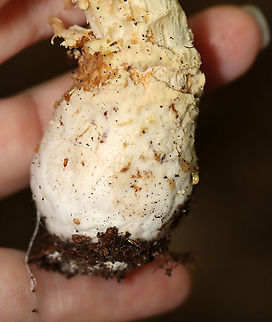 American Yellow Fly Agaric - Amanita muscaria var. guessowii The cap was yellow and was adorned with numerous whitish, cottony warts. The gills were white and crowded. The stipe was white, shaggy, and had a fragile, skirtlike ring. The stipe ended with a basal bulb that had rings of volval material.
Habitat: There were LOTS of these growing in the forest about a week ago; mixed forest
https://www.jungledragon.com/image/101753/american_yellow_fly_agaric_-_amanita_muscaria_var._guessowii.html
https://www.jungledragon.com/image/101752/american_yellow_fly_agaric_-_amanita_muscaria_var._guessowii.html
https://www.jungledragon.com/image/101751/american_yellow_fly_agaric_-_amanita_muscaria_var._guessowii.html Amanita muscaria var. guessowii,American Eastern Yellow Fly Agaric,Geotagged,Summer,United States