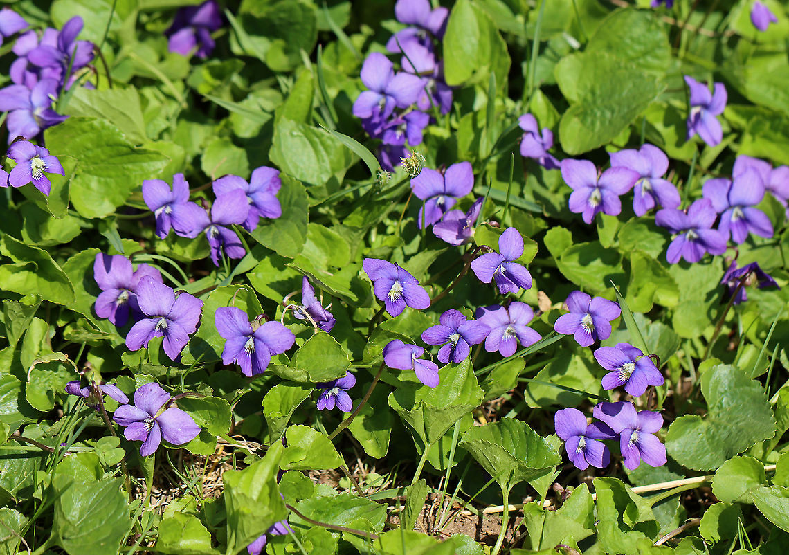 Violet - Viola sororia A beautiful, yet common sight in spring.<br />
<br />
Habitat: Forest edge<br />
<figure class="photo"><a href="https://www.jungledragon.com/image/102155/violet_-_viola_sororia.html" title="Violet - Viola sororia"><img src="https://s3.amazonaws.com/media.jungledragon.com/images/3232/102155_thumb.jpg?AWSAccessKeyId=05GMT0V3GWVNE7GGM1R2&Expires=1759968010&Signature=a34VFfDqqLt7TyCwUBwDuQMHd60%3D" width="200" height="156" alt="Violet - Viola sororia Habitat: Forest edge<br />
https://www.jungledragon.com/image/102097/violet_-_viola_sororia.html<br />
https://www.jungledragon.com/image/102154/violet_-_viola_sororia.html<br />
<br />
<br />
 Common Blue Violet,Geotagged,Spring,United States,Viola sororia" /></a></figure><br />
<figure class="photo"><a href="https://www.jungledragon.com/image/102154/violet_-_viola_sororia.html" title="Violet - Viola sororia"><img src="https://s3.amazonaws.com/media.jungledragon.com/images/3232/102154_thumb.jpg?AWSAccessKeyId=05GMT0V3GWVNE7GGM1R2&Expires=1759968010&Signature=p2g%2FH3JCF5hoW6Z95Ku6gBb6YFE%3D" width="200" height="162" alt="Violet - Viola sororia Habitat: Forest edge<br />
https://www.jungledragon.com/image/102097/violet_-_viola_sororia.html<br />
https://www.jungledragon.com/image/102155/violet_-_viola_sororia.html Common Blue Violet,Geotagged,Spring,United States,Viola,Viola sororia,violet" /></a></figure> Common Blue Violet,Geotagged,Spring,United States,Viola,Viola sororia,violet