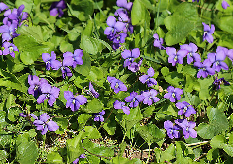 Violet - Viola sororia A beautiful, yet common sight in spring.

Habitat: Forest edge
https://www.jungledragon.com/image/102155/violet_-_viola_sororia.html
https://www.jungledragon.com/image/102154/violet_-_viola_sororia.html Common Blue Violet,Geotagged,Spring,United States,Viola,Viola sororia,violet