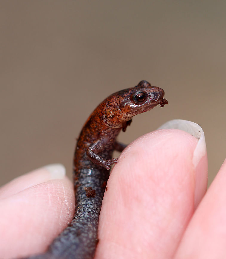 Red-backed Salamander - Plethodon cinereus What a cutie!<br />
<br />
Habitat: Deciduous forest Geotagged,Plethodon cinereus,Red-backed salamander,Spring,United States,plethodon,salamander