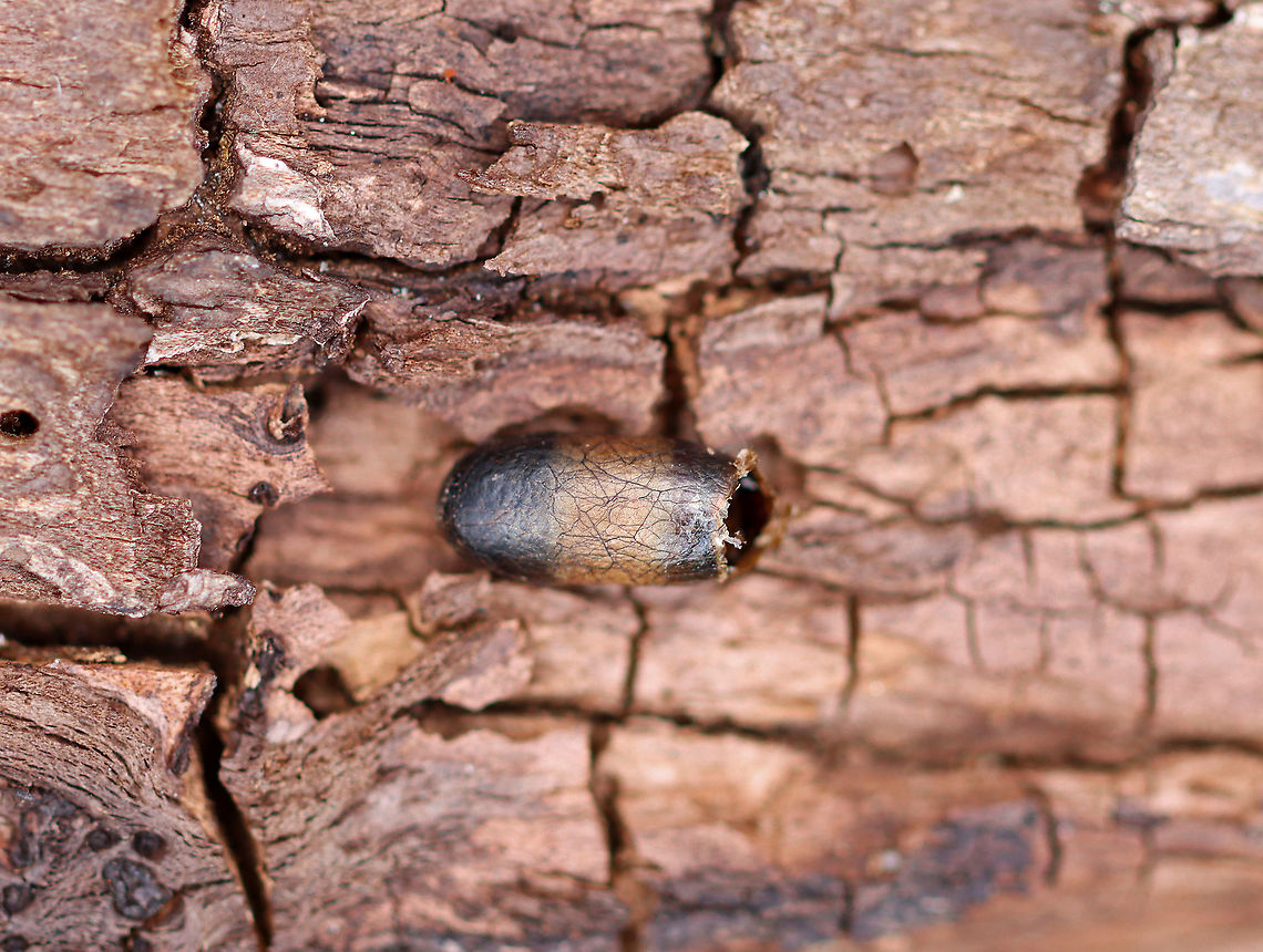 Ichneumonid Wasp Cocoon - Subf. Campopleginae I think this is an ichneumonid wasp cocoon. It was about 5ish mm long, was capsule-shaped, and had a parchment-like texture. But, it could also be a sawfly cocoon.<br />
<br />
Habitat: Mostly deciduous forest Campopleginae,Geotagged,Ichneumonidae,Spring,United States,cocoon