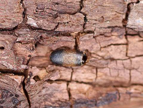 Ichneumonid Wasp Cocoon - Subf. Campopleginae I think this is an ichneumonid wasp cocoon. It was about 5ish mm long, was capsule-shaped, and had a parchment-like texture. But, it could also be a sawfly cocoon.

Habitat: Mostly deciduous forest Campopleginae,Geotagged,Ichneumonidae,Spring,United States,cocoon