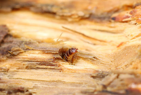 Wireworm - Elateridae This larva's rear was sticking up out of this hole. It was wiggling and adorable. I wish I had taken video! 

Habitat: Under the bark of rotting wood Elateridae,Geotagged,Spring,United States,click beetle larva,larva,wireworm