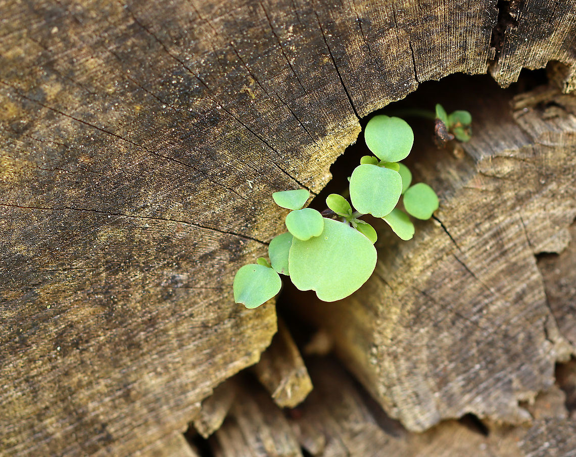 Jewelweed -  Impatiens capensis Tiny plants growing out of the end of a rotting log.<br />
<br />
Habitat: Meadow edge Geotagged,Impatiens,Impatiens capensis,Orange jewelweed,Spring,United States