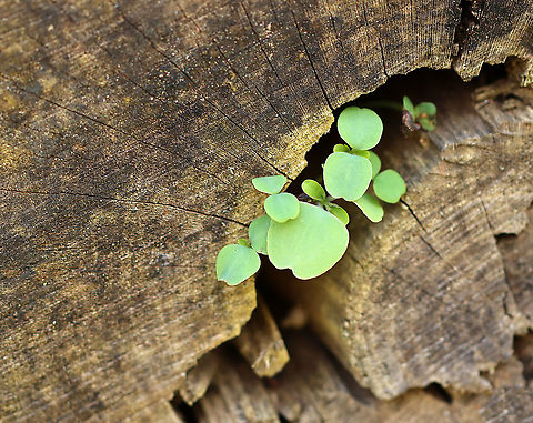 Jewelweed -  Impatiens capensis Tiny plants growing out of the end of a rotting log.

Habitat: Meadow edge Geotagged,Impatiens,Impatiens capensis,Orange jewelweed,Spring,United States