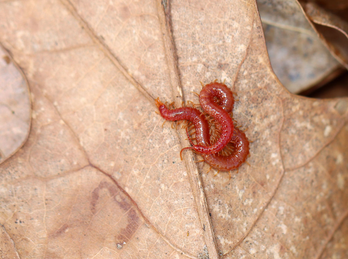 Soil Centipede - Strigamia bothriopus Beautiful, bright red centipede that was close to 5cm long. Centipedes are metameric, which means that their body is divided into segments, which are mostly all identical. Metamerization is an important phenomenon that humans share with centipedes. In humans, metamerization is seen in the repeating spinal discs in our backbones.<br />
<br />
Habitat: Leaf litter in a deciduous forest Geotagged,Spring,Strigamia,Strigamia bothriopus,United States,centipede,red centipede,soil centipede