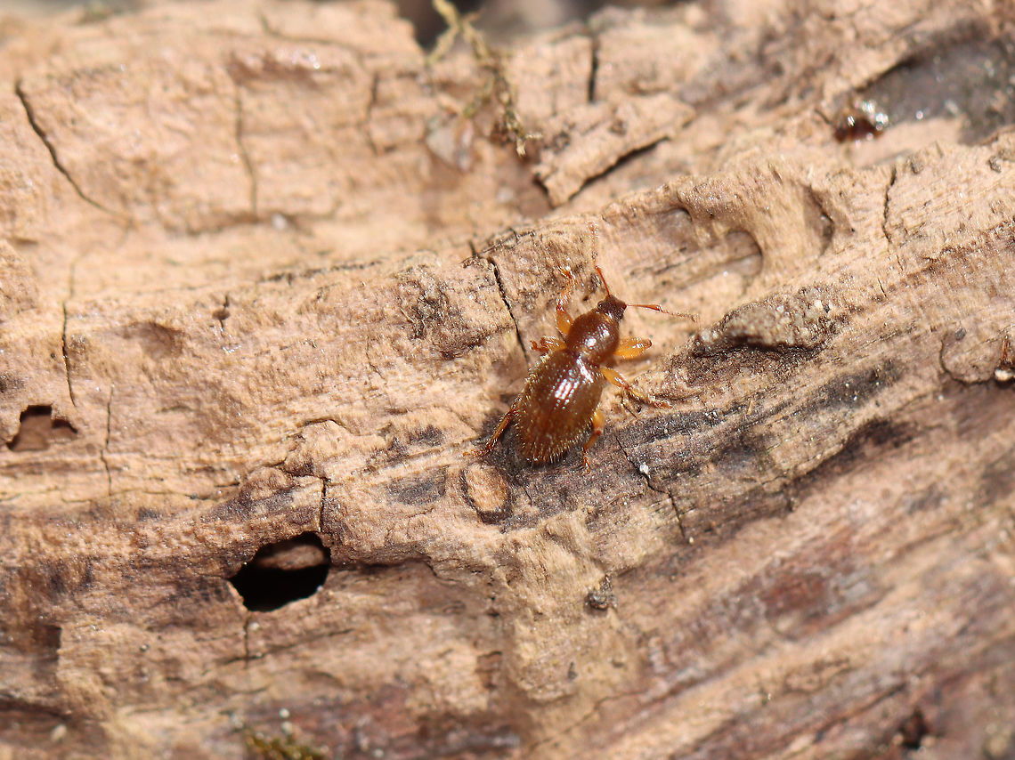 Hairy Spider Weevil - Barypeithes pellucidus TL: ~3.5 mm. Reddish brown with pale appendages. Short, broad rostrum. Shiny, punctate elytra with setae. <br />
<br />
Introduced to NA from Europe.<br />
<br />
Habitat: Deciduous forest  Barypeithes,Barypeithes pellucidus,Curculionidae,Geotagged,Hairy Spider Weevil,Spring,United States,beetle,weevil