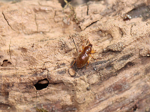 Hairy Spider Weevil - Barypeithes pellucidus TL: ~3.5 mm. Reddish brown with pale appendages. Short, broad rostrum. Shiny, punctate elytra with setae. 

Introduced to NA from Europe.

Habitat: Deciduous forest  Barypeithes,Barypeithes pellucidus,Curculionidae,Geotagged,Hairy Spider Weevil,Spring,United States,beetle,weevil