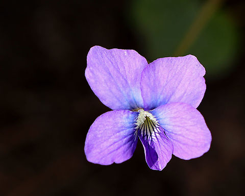Violet - Viola sororia Habitat: Forest edge
https://www.jungledragon.com/image/102097/violet_-_viola_sororia.html
https://www.jungledragon.com/image/102155/violet_-_viola_sororia.html Common Blue Violet,Geotagged,Spring,United States,Viola,Viola sororia,violet