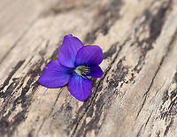 Violet - Viola sororia Habitat: Forest edge<br />
https://www.jungledragon.com/image/102097/violet_-_viola_sororia.html<br />
https://www.jungledragon.com/image/102154/violet_-_viola_sororia.html<br />
<br />
<br />
 Common Blue Violet,Geotagged,Spring,United States,Viola sororia