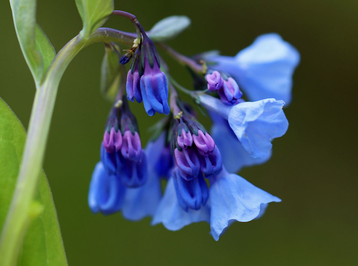 Virginia Bluebell - Mertensia virginica The buds are pink and the flowers are blue, white, or pink. They are native to eastern North America.<br />
<br />
Habitat: Beside a river in a deciduous forest<br />
<figure class="photo"><a href="https://www.jungledragon.com/image/102158/virginia_bluebell_-_mertensia_virginica.html" title="Virginia Bluebell - Mertensia virginica"><img src="https://s3.amazonaws.com/media.jungledragon.com/images/3232/102158_thumb.jpg?AWSAccessKeyId=05GMT0V3GWVNE7GGM1R2&Expires=1759968010&Signature=DOW8LBL8ZMrZJ5v94iiLlisINio%3D" width="114" height="152" alt="Virginia Bluebell - Mertensia virginica The buds are pink and the flowers are blue, white, or pink. They are native to eastern North America.<br />
<br />
Habitat: Beside a river in a deciduous forest<br />
https://www.jungledragon.com/image/102156/virginia_bluebell_-_mertensia_virginica.html<br />
https://www.jungledragon.com/image/102157/virginia_bluebell_-_mertensia_virginica.html Geotagged,Mertensia virginica,Spring,United States,Virginia Bluebell" /></a></figure><br />
<figure class="photo"><a href="https://www.jungledragon.com/image/102157/virginia_bluebell_-_mertensia_virginica.html" title="Virginia Bluebell - Mertensia virginica"><img src="https://s3.amazonaws.com/media.jungledragon.com/images/3232/102157_thumb.jpg?AWSAccessKeyId=05GMT0V3GWVNE7GGM1R2&Expires=1759968010&Signature=d7KOUlLU%2FzgU7iNCRYbB6kI2Rp0%3D" width="112" height="152" alt="Virginia Bluebell - Mertensia virginica The buds are pink and the flowers are blue, white, or pink. They are native to eastern North America.<br />
<br />
Habitat: Beside a river in a deciduous forest<br />
https://www.jungledragon.com/image/102156/virginia_bluebell_-_mertensia_virginica.html<br />
https://www.jungledragon.com/image/102158/virginia_bluebell_-_mertensia_virginica.html Geotagged,Mertensia virginica,Spring,United States,Virginia Bluebell" /></a></figure> Geotagged,Mertensia,Mertensia virginica,Spring,United States,Virginia Bluebell,bluebell