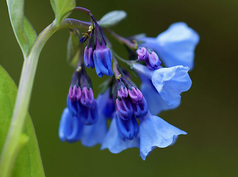 Virginia Bluebell - Mertensia virginica The buds are pink and the flowers are blue, white, or pink. They are native to eastern North America.

Habitat: Beside a river in a deciduous forest
https://www.jungledragon.com/image/102158/virginia_bluebell_-_mertensia_virginica.html
https://www.jungledragon.com/image/102157/virginia_bluebell_-_mertensia_virginica.html Geotagged,Mertensia,Mertensia virginica,Spring,United States,Virginia Bluebell,bluebell