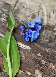 Virginia Bluebell - Mertensia virginica The buds are pink and the flowers are blue, white, or pink. They are native to eastern North America.

Habitat: Beside a river in a deciduous forest
https://www.jungledragon.com/image/102156/virginia_bluebell_-_mertensia_virginica.html
https://www.jungledragon.com/image/102158/virginia_bluebell_-_mertensia_virginica.html Geotagged,Mertensia virginica,Spring,United States,Virginia Bluebell
