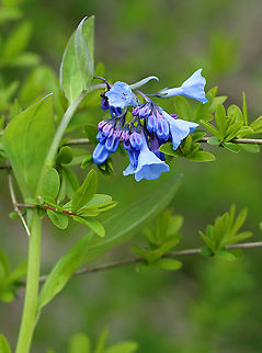 Virginia Bluebell - Mertensia virginica The buds are pink and the flowers are blue, white, or pink. They are native to eastern North America.

Habitat: Beside a river in a deciduous forest
https://www.jungledragon.com/image/102156/virginia_bluebell_-_mertensia_virginica.html
https://www.jungledragon.com/image/102157/virginia_bluebell_-_mertensia_virginica.html Geotagged,Mertensia virginica,Spring,United States,Virginia Bluebell