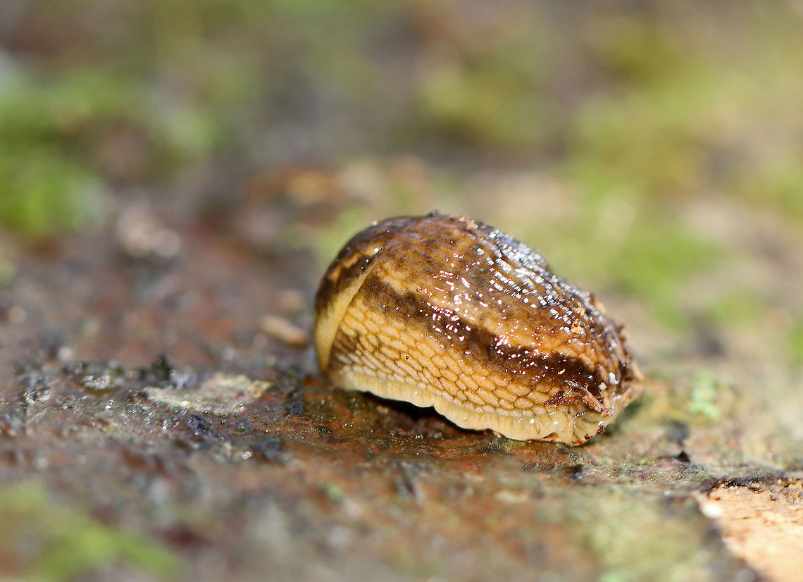 Dusky Arion - Arion subfuscus This is a moderate sized slug that is brown with a darker lengthwise strip. It has orange body mucus, which can give its body a golden tint.<br />
<br />
Habitat: Under the bark of a rotting log Arion,Arion fuscus,Dusky Arion,Geotagged,Spring,United States,slug