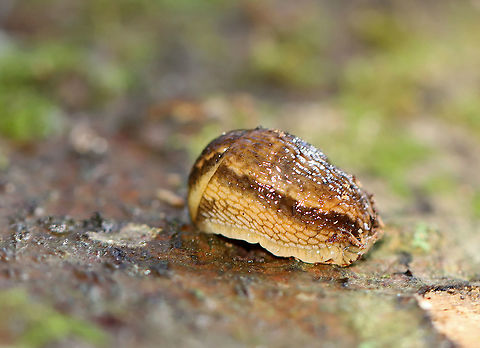 Dusky Arion - Arion subfuscus This is a moderate sized slug that is brown with a darker lengthwise strip. It has orange body mucus, which can give its body a golden tint.

Habitat: Under the bark of a rotting log Arion,Arion fuscus,Dusky Arion,Geotagged,Spring,United States,slug