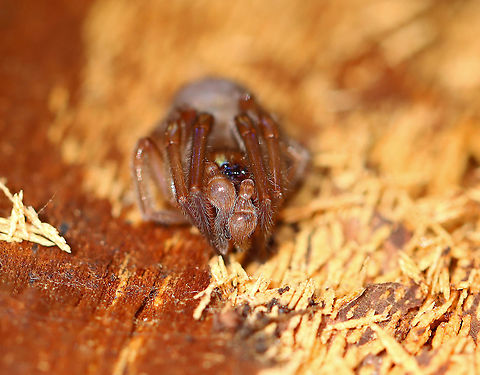 Spider - Agelenopsis sp. I'm having trouble Identifying this cutie!

Habitat: Under a rotting log in a mixed forest. It was very cold and slow to move.
https://www.jungledragon.com/image/102310/spider_-_unknown_id.html Agelenopsis,Geotagged,Spring,United States,spider