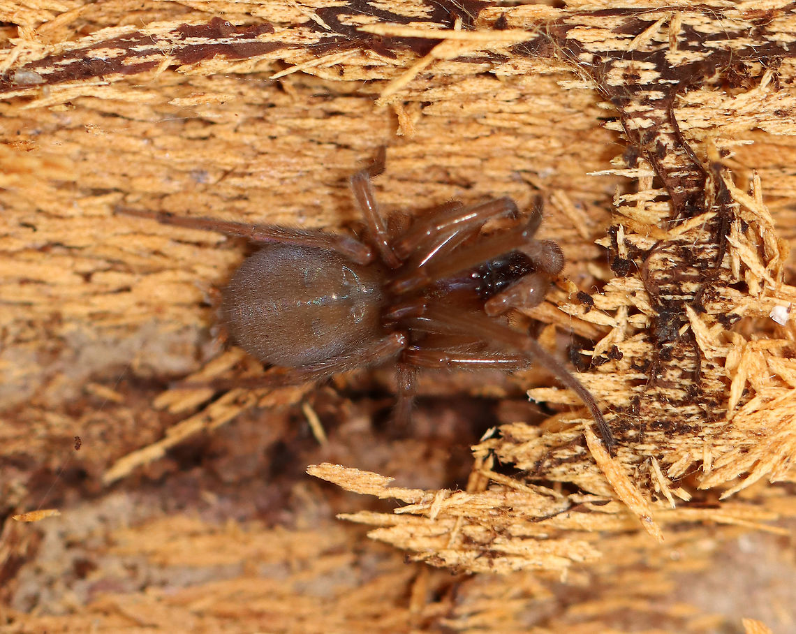 Spider - Agelenopsis sp. I'm having trouble Identifying this cutie!<br />
<br />
Habitat: Under a rotting log in a mixed forest. It was very cold and slow to move.<br />
<figure class="photo"><a href="https://www.jungledragon.com/image/102309/spider_-_agelenopsis_sp.html" title="Spider - Agelenopsis sp."><img src="https://s3.amazonaws.com/media.jungledragon.com/images/3232/102309_thumb.jpg?AWSAccessKeyId=05GMT0V3GWVNE7GGM1R2&Expires=1763596810&Signature=s9gvPg2MKJQvyOL7p%2BFZp1Su26Q%3D" width="200" height="158" alt="Spider - Agelenopsis sp. I'm having trouble Identifying this cutie!<br />
<br />
Habitat: Under a rotting log in a mixed forest. It was very cold and slow to move.<br />
https://www.jungledragon.com/image/102310/spider_-_unknown_id.html Agelenopsis,Geotagged,Spring,United States,spider" /></a></figure> Agelenopsis,Geotagged,Spring,United States