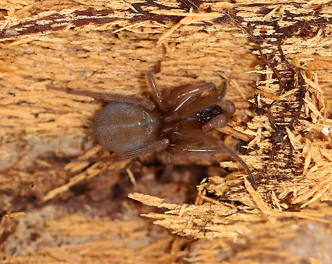 Spider - Agelenopsis sp. I'm having trouble Identifying this cutie!

Habitat: Under a rotting log in a mixed forest. It was very cold and slow to move.
https://www.jungledragon.com/image/102309/spider_-_unknown_id.html Agelenopsis,Geotagged,Spring,United States