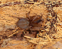 Spider - Agelenopsis sp. I'm having trouble Identifying this cutie!<br />
<br />
Habitat: Under a rotting log in a mixed forest. It was very cold and slow to move.<br />
https://www.jungledragon.com/image/102309/spider_-_unknown_id.html Agelenopsis,Geotagged,Spring,United States